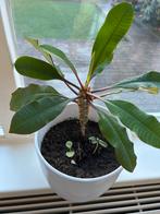 Madagascar Jewel met twee stekjes, Huis en Inrichting, Kamerplanten, Overige soorten, In pot, Minder dan 100 cm, Groene kamerplant