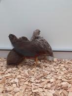 1-2 Chinese dwergkwartels, Dieren en Toebehoren, Vogels | Overige Vogels, Meerdere dieren, Tropenvogel, Geringd