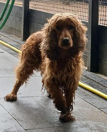 Lieve Cocker spaniël zoekt goudenmand. beschikbaar voor biedingen