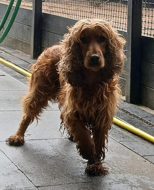 Lieve Cocker spaniël zoekt goudenmand., Dieren en Toebehoren, Honden | Niet-rashonden, Middel, Teef, Particulier, Eén hond, Buitenland