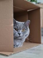 Brits korthaar 4 jaar met stamboom. Zie beschrijving, Kater, Gechipt, 3 tot 5 jaar
