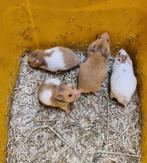 Syrische hamsters (goudhamsters) jong, Dieren en Toebehoren, Knaagdieren, Hamster, December, Meerdere dieren, Tam