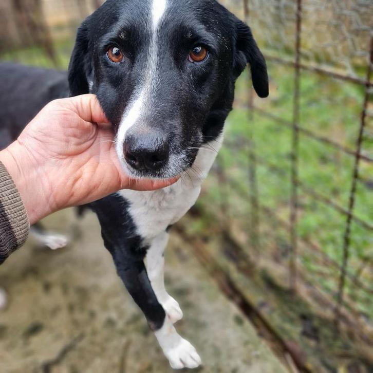 Beeldschone Branca is 2 jaar en op zoek naar u?, Dieren en Toebehoren, Honden | Niet-rashonden, Middel, Teef, Particulier, Eén hond