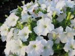Zaden Petunia Sneeuwbal, Verzenden, Voorjaar, Volle zon, Zaad