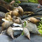 Lymnea stagnalis, Dieren en Toebehoren, Vissen | Aquariumvissen, Vis