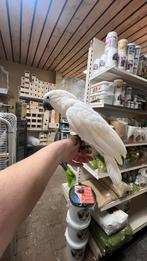 Süper tam Kaketoe Witkuif Alba 2025, Dieren en Toebehoren, Vogels | Parkieten en Papegaaien, Vrouwelijk, Papegaai, Pratend