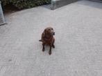 Gezocht labrador, Dieren en Toebehoren, Reu, 1 tot 2 jaar, Labrador retriever, Eén hond