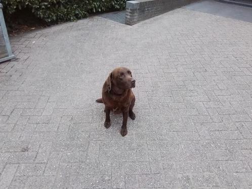 Gezocht labrador, Dieren en Toebehoren, Honden | Retrievers, Spaniëls en Waterhonden, Reu, Labrador retriever, Particulier, Eén hond