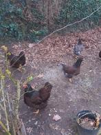 Barnevelder, Dieren en Toebehoren, Pluimvee, Vrouwelijk, Kip