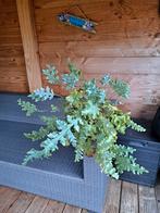 blauwvaren, Ophalen, Halfschaduw, Minder dan 100 cm