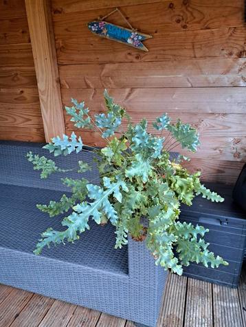 blauwvaren beschikbaar voor biedingen