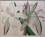 Antiek hand gekleurde botanische prent Witte Lelie, Ophalen of Verzenden