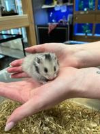 Te koop lieve jonge goudhamsters / Syrisch hamsters, Juli, Meerdere dieren, Hamster