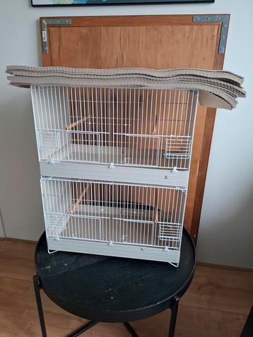  ZIEKE /  TRANSPORT  KOOITJES beschikbaar voor biedingen