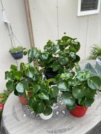 Peperomia planten – Verschillende formaten!, Ophalen, Overige soorten, Halfschaduw, In pot