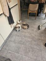 2 Boomer pups – samen, Dieren en Toebehoren, Honden | Chihuahua's en Gezelschapshonden, Rabiës (hondsdolheid), 15 weken tot 1 jaar