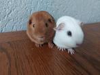 2 effen cavia beertjes, Cavia, Augustus, Mannelijk, Tam