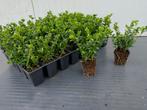 Ilex (buxus-vervanger), Tuin en Terras, Planten | Struiken en Hagen, Ophalen, Buxus, Minder dan 100 cm