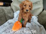 Leuke F4b Labradoodles pups, Dieren en Toebehoren, Overige rassen, CDV (hondenziekte), 8 tot 15 weken, Meerdere
