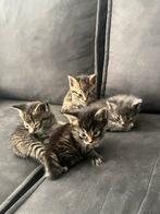 Lieve kittens te koop, Dieren en Toebehoren, Katten en Kittens | Raskatten | Korthaar, Meerdere dieren
