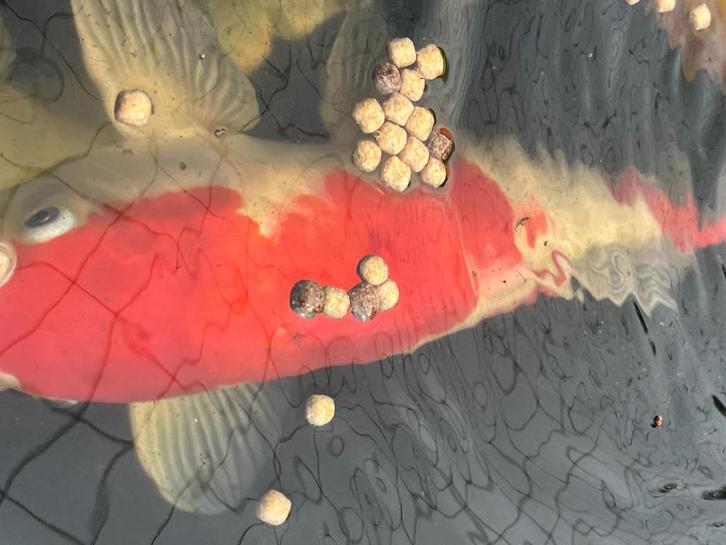 koi's die willen verhuizen, Tuin en Terras, Vijvers, Zo goed als nieuw, Ophalen