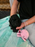 Toy poedel pups, Dieren en Toebehoren, Honden | Chihuahua's en Gezelschapshonden, Poedel, CDV (hondenziekte), 8 tot 15 weken, Meerdere