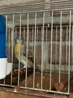 F1bastaard pop 25, Dieren en Toebehoren, Vogels | Kanaries, Vrouwelijk