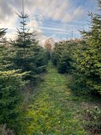 Mooie grote kerstbomen, Ophalen, Zomer, Volle zon, Overige soorten