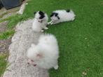 pomeriaan pups, Keeshond, Reu, Meerdere, Nederland