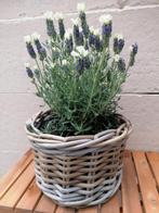 Lavendel met 2 kleurige bloemen in mandje, Ophalen, Zomer, Overige soorten, Volle zon