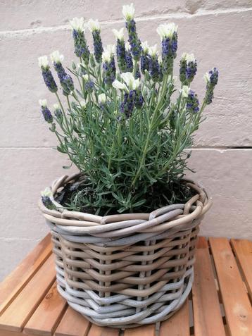 Lavendel met 2 kleurige bloemen in mandje  beschikbaar voor biedingen
