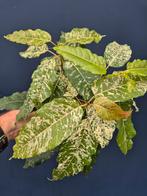 Ficus Moonshine Snowstorm p14 (2)