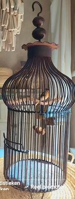 Marokkaanse vogelkooi marrakech, Mannelijk