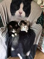 Kitten Flip en Berend zoeken mandje, Dieren en Toebehoren, Katten en Kittens | Raskatten | Korthaar, Kater, Gechipt, 0 tot 2 jaar