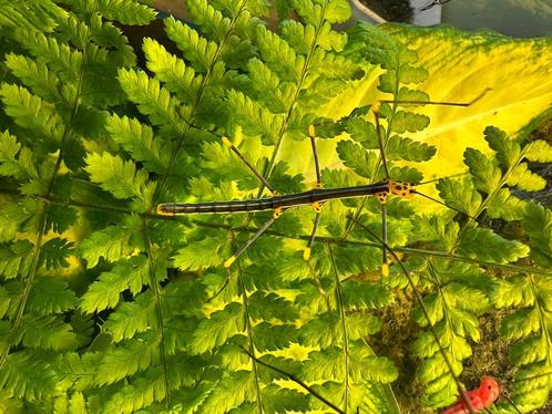 wandelende tak varentak, Dieren en Toebehoren, Insecten en Spinnen, Wandelende tak