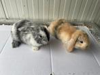 Jonge Dwerghangoor Konijntjes, Dieren en Toebehoren, Meerdere dieren, Dwerg, Hangoor