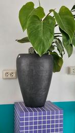 Grote White Princess ..incl grote pot, Huis en Inrichting, Kamerplanten, Ophalen, Halfschaduw, Minder dan 100 cm