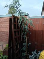 Blauwe Ceder Treurboom, Bloeit niet, Treurboom, 100 tot 250 cm, Ophalen
