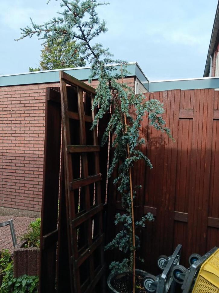 Blauwe Ceder Treurboom, Tuin en Terras, Planten | Bomen, Treurboom, 100 tot 250 cm, Volle zon, Bloeit niet, In pot, Ophalen