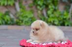 Pomeranian teacup pup zeer klein reutje pomeriaan bear mini, Dieren en Toebehoren, Honden | Chihuahua's en Gezelschapshonden, Rabiës (hondsdolheid)