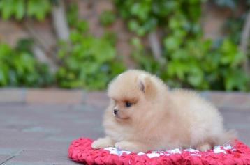 Pomeranian teacup pup zeer klein reutje pomeriaan bear mini beschikbaar voor biedingen