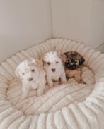 Prachtig nestje Maltipoo x Boomer pups.Alleen wit nog tekoop, Dieren en Toebehoren, Honden | Chihuahua's en Gezelschapshonden