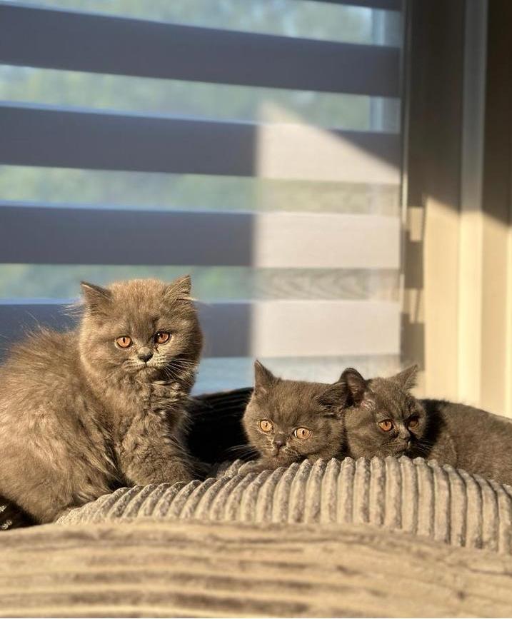 Brits korthaar en langhaar blauw, Dieren en Toebehoren, Katten en Kittens | Raskatten | Korthaar, Meerdere dieren, 0 tot 2 jaar