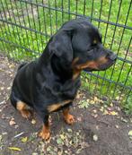2 rottweiler teefjes 1 jaar oud, Dieren en Toebehoren, Honden | Bulldogs, Pinschers en Molossers, CDV (hondenziekte), 1 tot 2 jaar