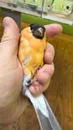 goudvink Pyrrhula Gele & Pastel 2025, Dieren en Toebehoren, Mannelijk, Wildzangvogel, Geringd