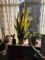 Vrouwetong, Ophalen, Halfschaduw, Minder dan 100 cm