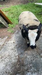 2 schapen (ooien), Dieren en Toebehoren, Schapen, Geiten en Varkens, Vrouwelijk, Schaap, 0 tot 2 jaar