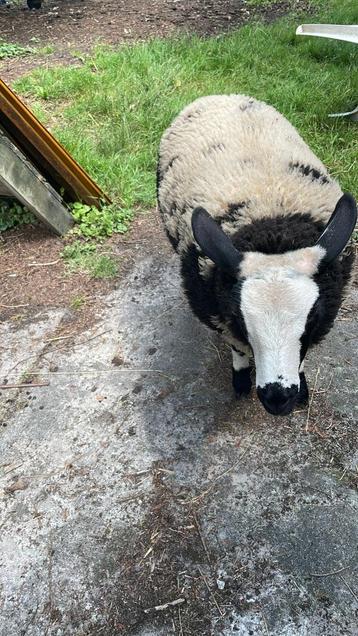 2 schapen (ooien) beschikbaar voor biedingen