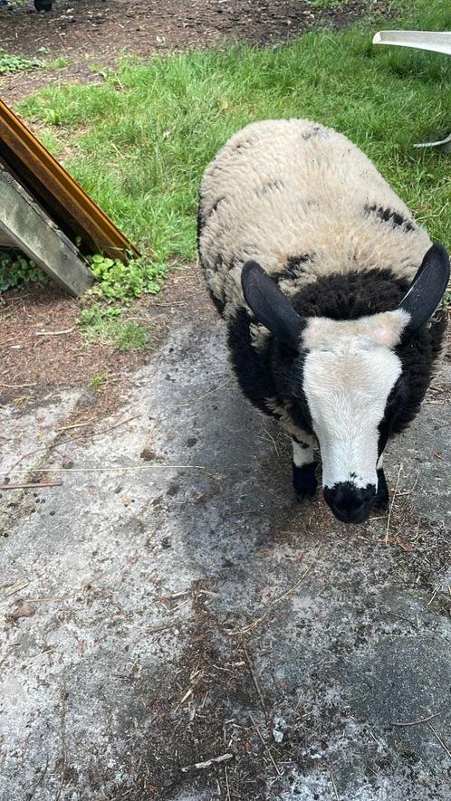 2 schapen (ooien), Dieren en Toebehoren, Schapen, Geiten en Varkens, Schaap, Vrouwelijk, 0 tot 2 jaar