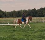 Lieve en betrouwbare C pony ruin van 14 jaar, Dieren en Toebehoren, Pony's, Ruin, C pony (1.27m tot 1.37m), 11 jaar of ouder